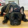 dog, french_bulldog, pet, indoor, floor, wooden_floor, ears, lying_down, brown_eyes, collar, animal, canine, domestic_animal, companion, cute, resting, close_up, portrait, household, relaxed