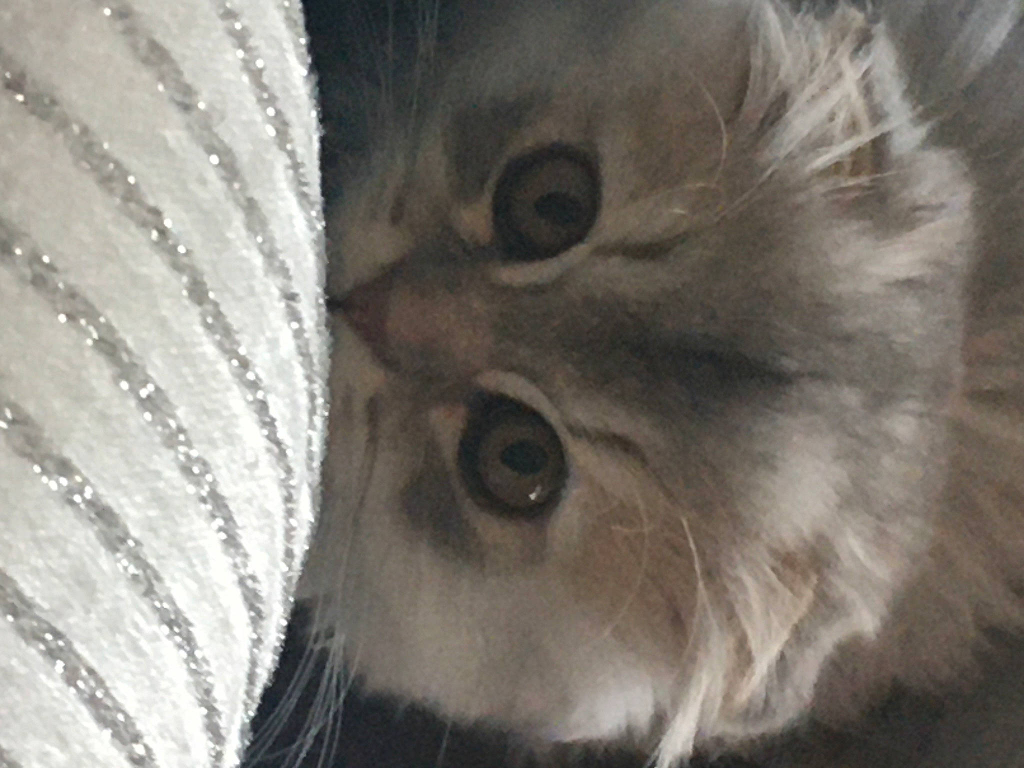 Chamallow participe au concours pour gagner de l'argent avec cette photo : art, carnivore, cat, circle, close_up, domestic_short_haired_cat, eyelash, felidae, fur, grey, iris, monochrome, monochrome_photography, paw, petal, plant, small_to_medium_sized_cats, snout, still_life_photography, whiskers