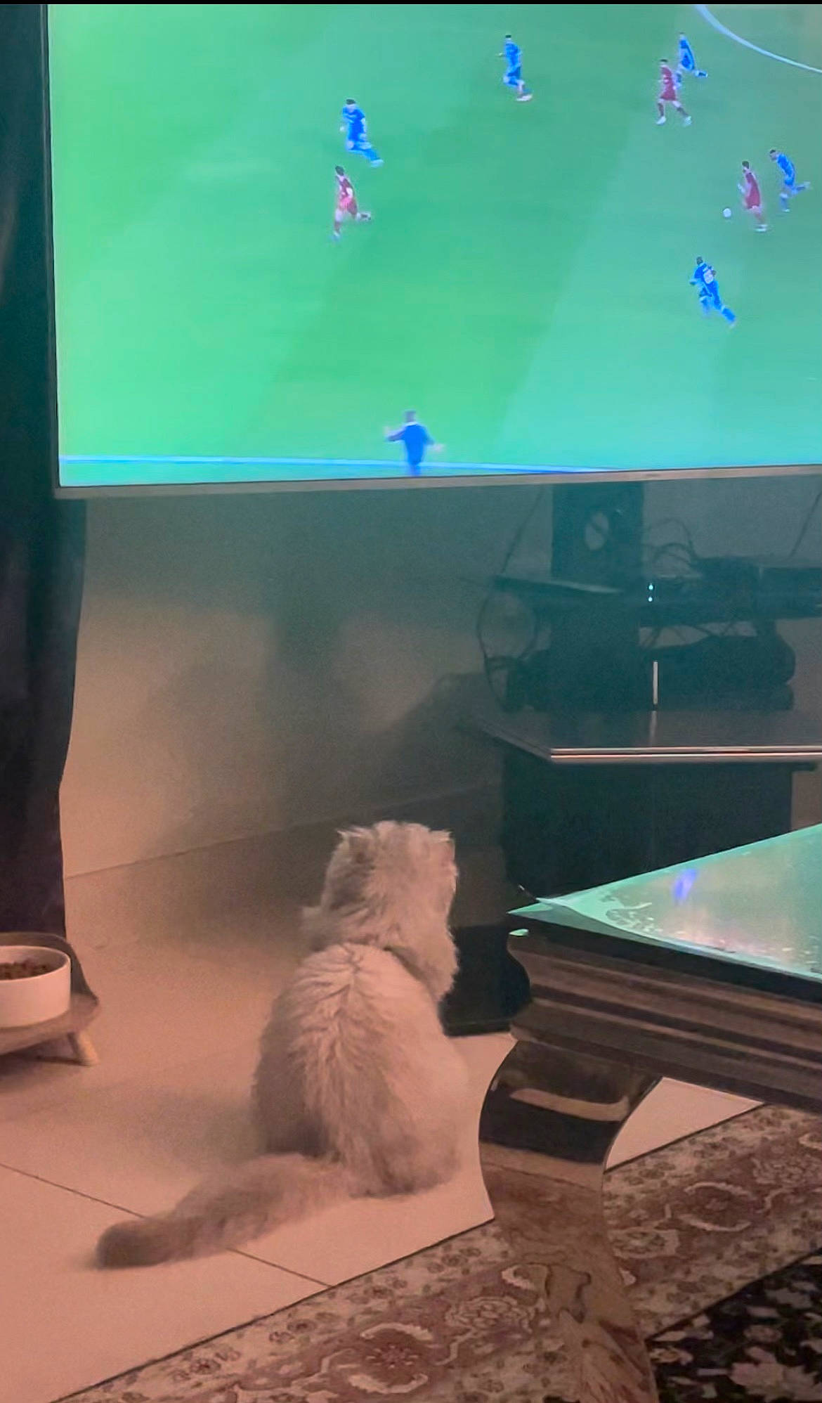 Chamallow a rejoint le concours — aidez-le/la à gagner de superbes lots ! azure, blue, carnivore, companion_dog, display_device, dog, dog_breed, electric_blue, felidae, flooring, green, interior_design, light, line, room, small_to_medium_sized_cats, table, tail, technology, whiskers