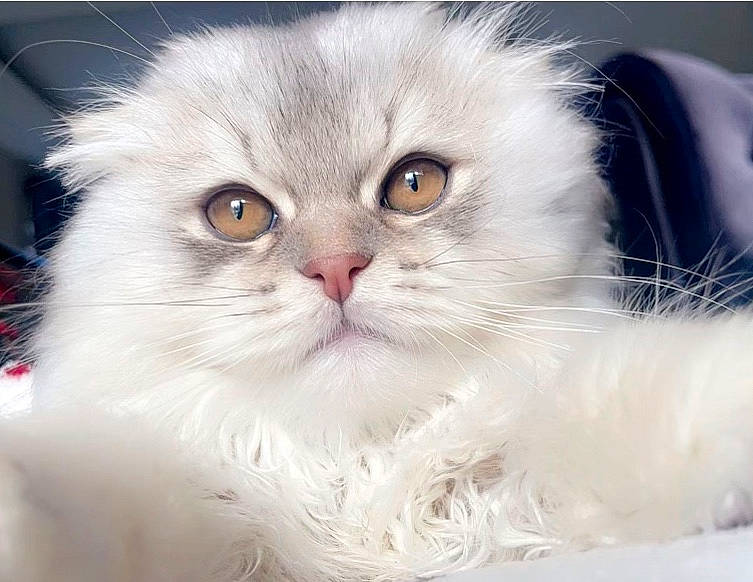 Chamallow participe au concours pour gagner de l'argent avec cette photo : british_longhair, carnivore, cat, close_up, comfort, eye, felidae, fur, paw, small_to_medium_sized_cats, snout, terrestrial_animal, whiskers