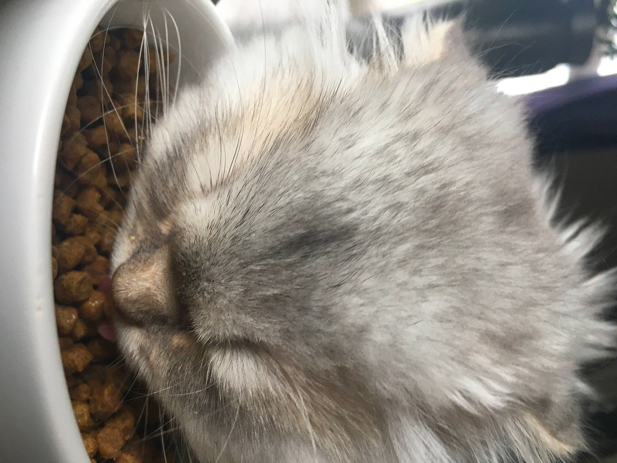 Chamallow a rejoint le concours — aidez-le/la à gagner de superbes lots ! carnivore, cat, cat_supply, claw, domestic_short_haired_cat, felidae, fur, grey, home_appliance, nap, paw, pet_supply, rodent, sleep, small_to_medium_sized_cats, snout, tail, terrestrial_animal, vertebrate, whiskers