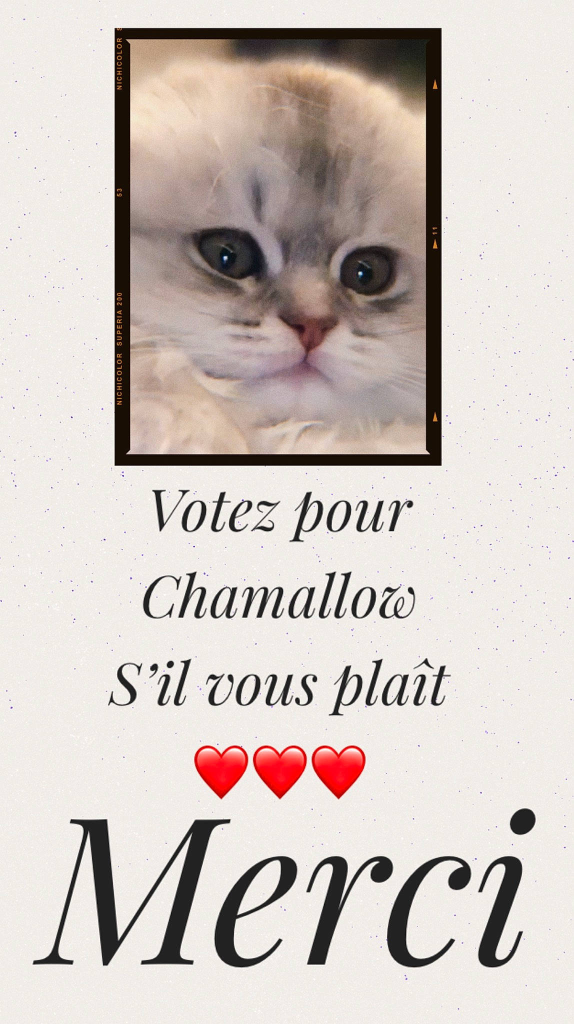 Chamallow participe au concours pour gagner de l'argent avec cette photo : advertising, carnivore, cat, cat_supply, fang, felidae, font, fur, happy, internet_meme, photo_caption, poster, publication, rectangle, small_to_medium_sized_cats, terrestrial_animal, whiskers