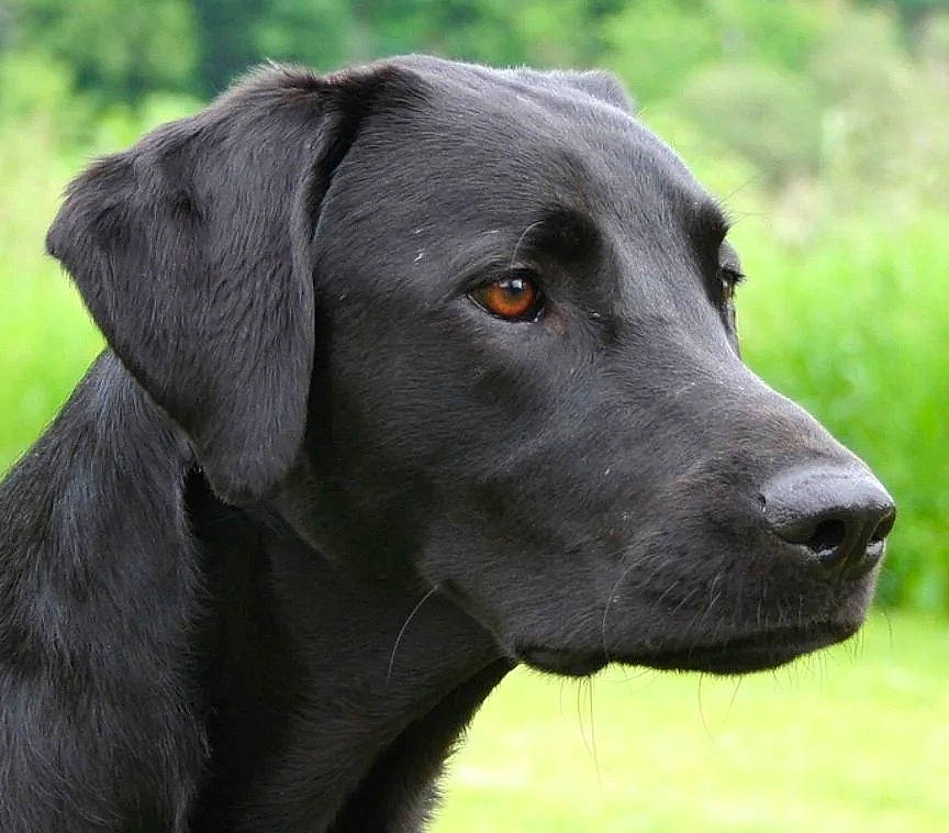 Marchmalow participe au concours pour gagner de l'argent avec cette photo : borador, canidae, carnivore, companion_dog, dog, dog_breed, dog_collar, event, fur, grass, gun_dog, hunting_dog, liver, plant, retriever, snout, sporting_group, terrestrial_animal, whiskers, working_animal