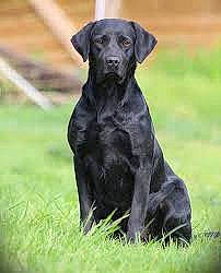 Marchmalow a rejoint le concours — aidez-le/la à gagner de superbes lots ! borador, canidae, carnivore, collar, companion_dog, dog, dog_breed, dog_collar, fur, grass, grassland, gun_dog, hunting_dog, plant, snout, sporting_group, tail, terrestrial_animal, working_animal