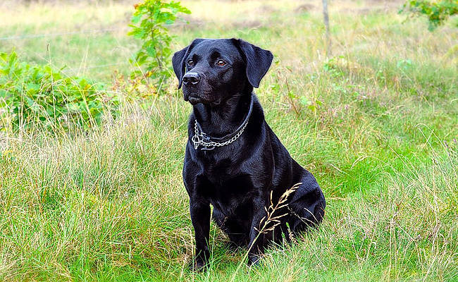 Marchmalow participe au concours pour gagner de l'argent avec cette photo : borador, carnivore, collar, companion_dog, dog, dog_breed, dog_collar, grass, grassland, guard_dog, gun_dog, hunting_dog, liver, plant, retriever, sporting_group, terrestrial_animal, whiskers, working_animal, working_dog