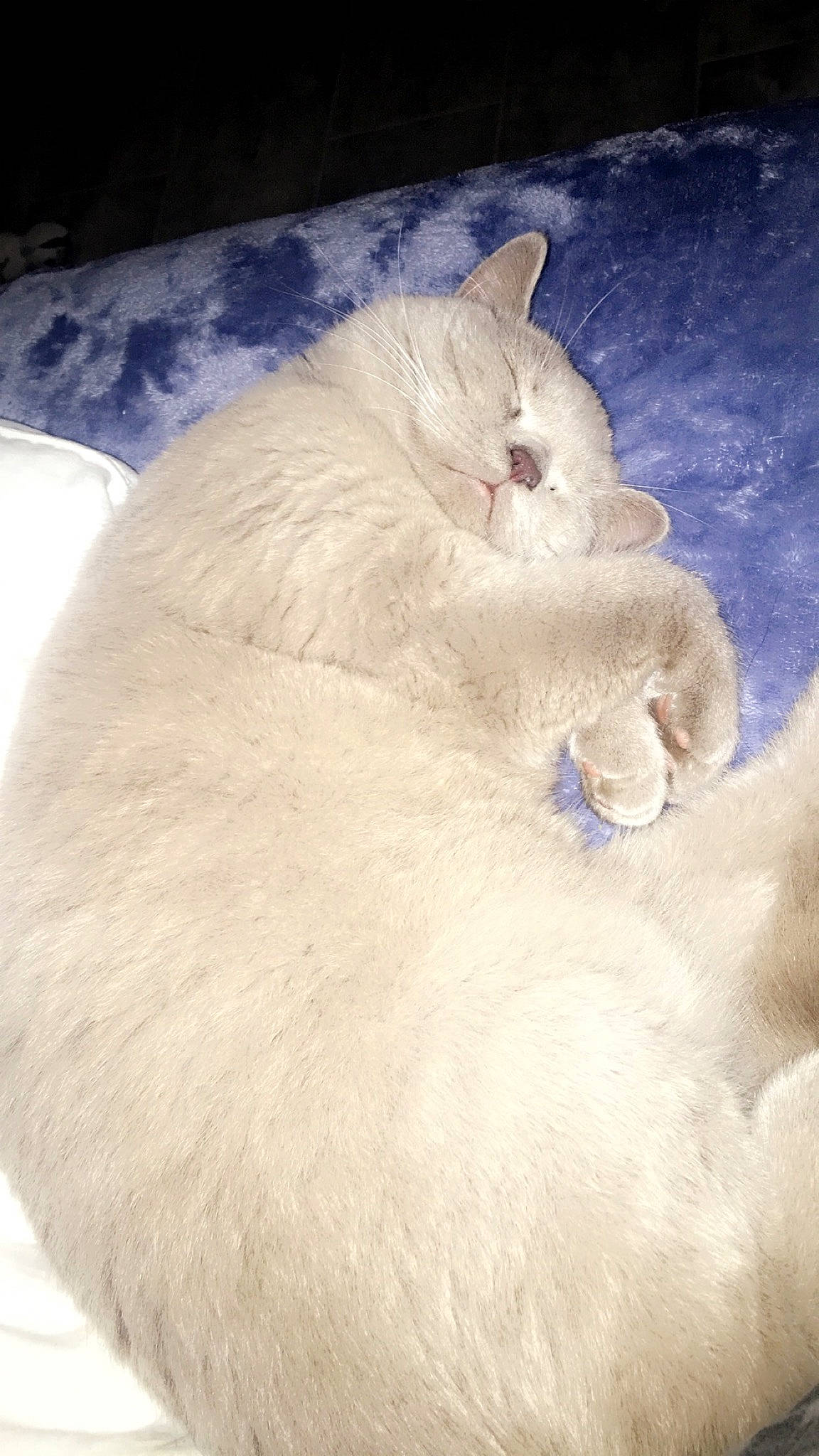 Roméo a rejoint le concours — aidez-le/la à gagner de superbes lots ! carnivore, cat, felidae, fur, paw, ragdoll, small_to_medium_sized_cats, terrestrial_animal, whiskers