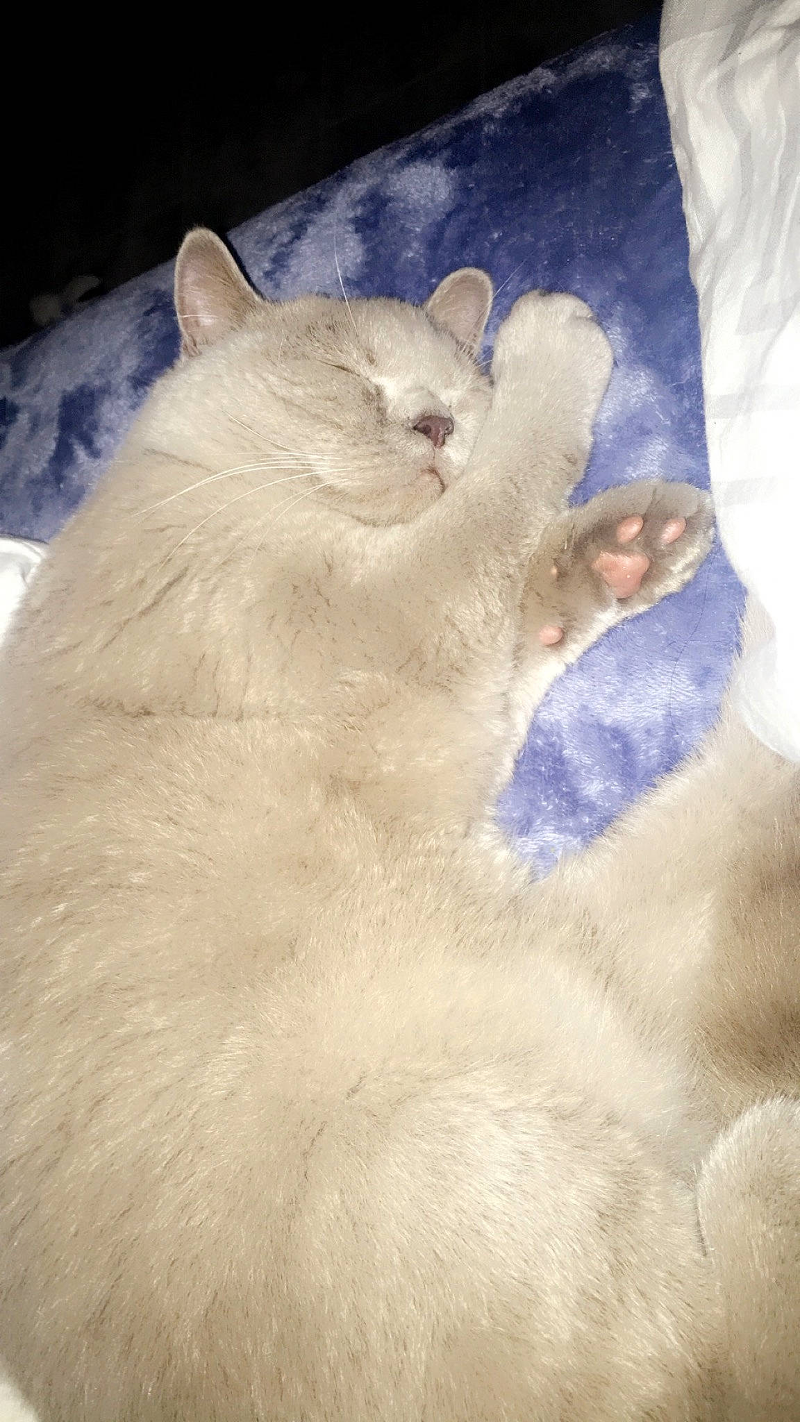 Roméo participe au concours pour gagner de l'argent avec cette photo : carnivore, cat, claw, comfort, domestic_short_haired_cat, fawn, felidae, fur, paw, small_to_medium_sized_cats, snout, tail, terrestrial_animal, whiskers