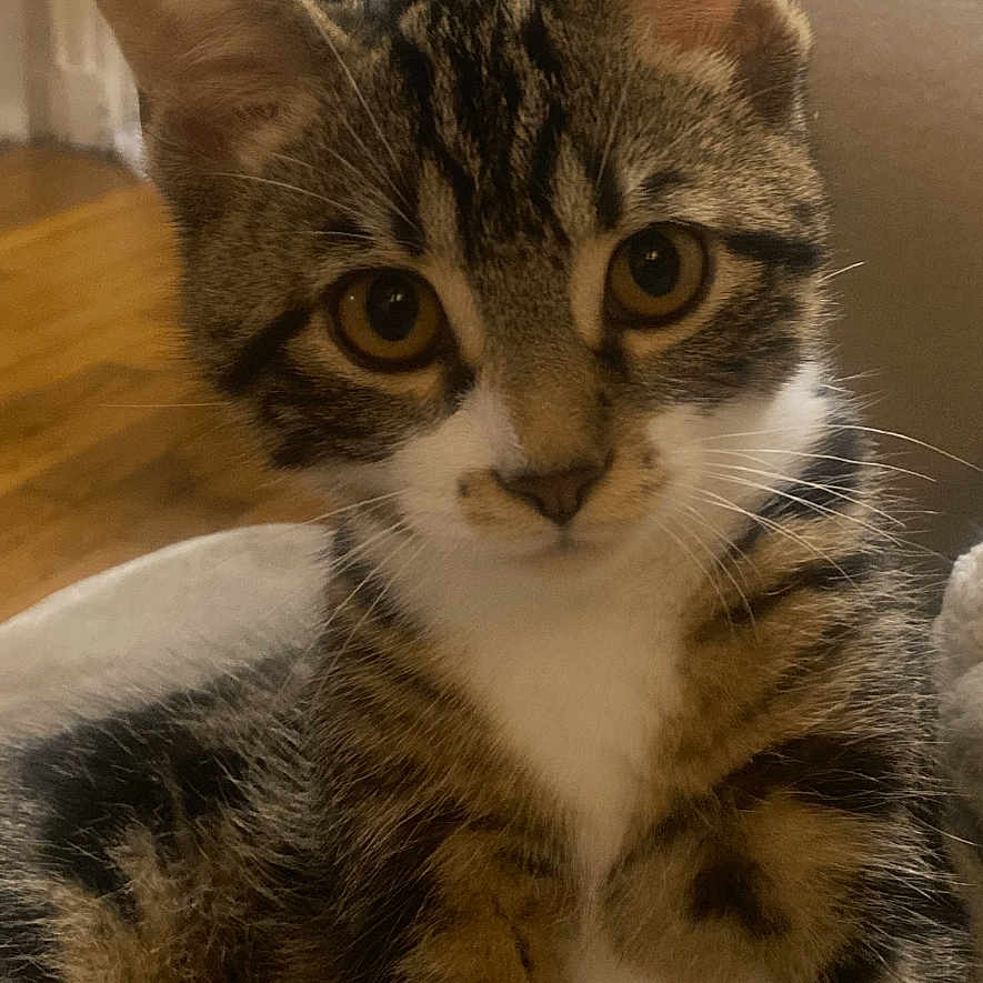 Zitoune a rejoint le concours — aidez-le/la à gagner de superbes lots ! animal, cat, chair, cozy, curious, cute, domestic, ears, eyes, feline, fur, home, indoor, kitten, mammal, pet, portrait, tabby, whiskers, young