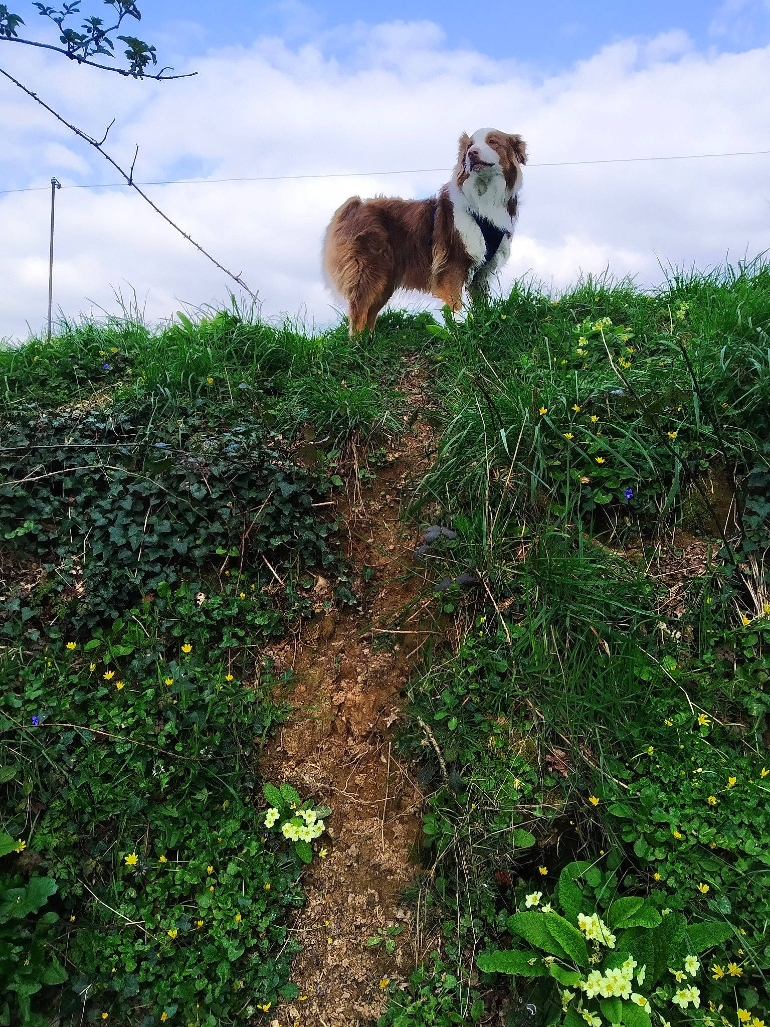 Lemon a rejoint le concours — aidez-le/la à gagner de superbes lots ! akita, canidae, carnivore, dog, grass, grass_family, plant, shrub, tree