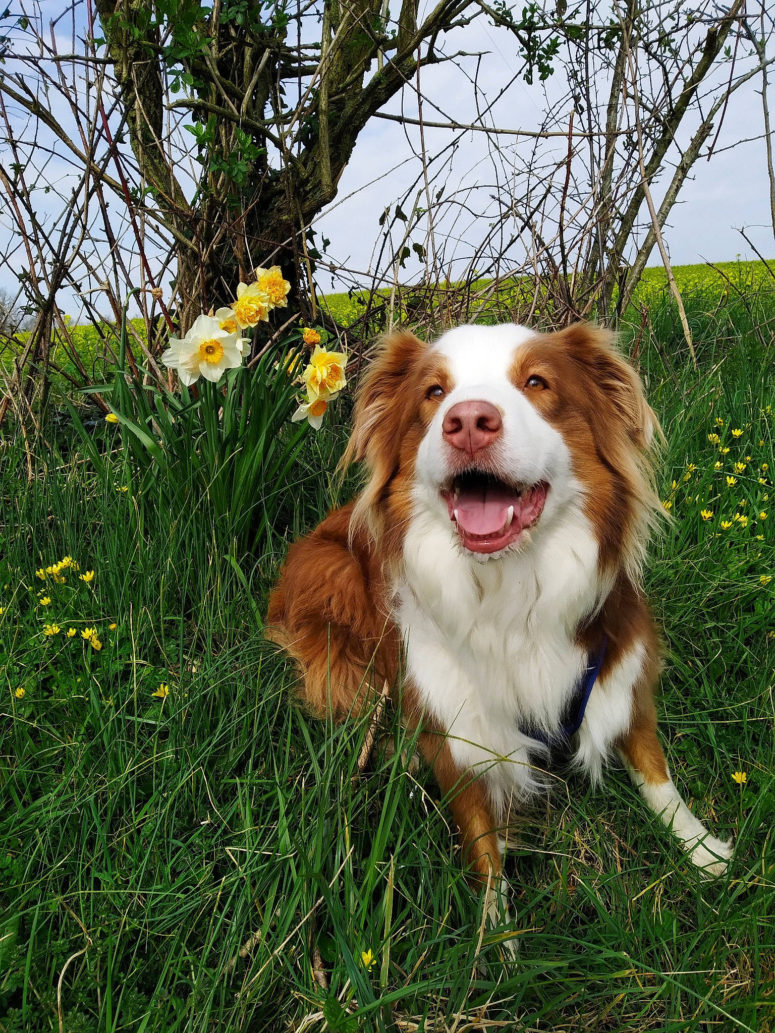 Lemon a rejoint le concours — aidez-le/la à gagner de superbes lots ! australian_collie, australian_shepherd, canidae, carnivore, companion_dog, dog, dog_breed, grass, kooikerhondje, mammal, nova_scotia_duck_tolling_retriever, plant, sporting_group, vertebrate, wildflower, working_dog