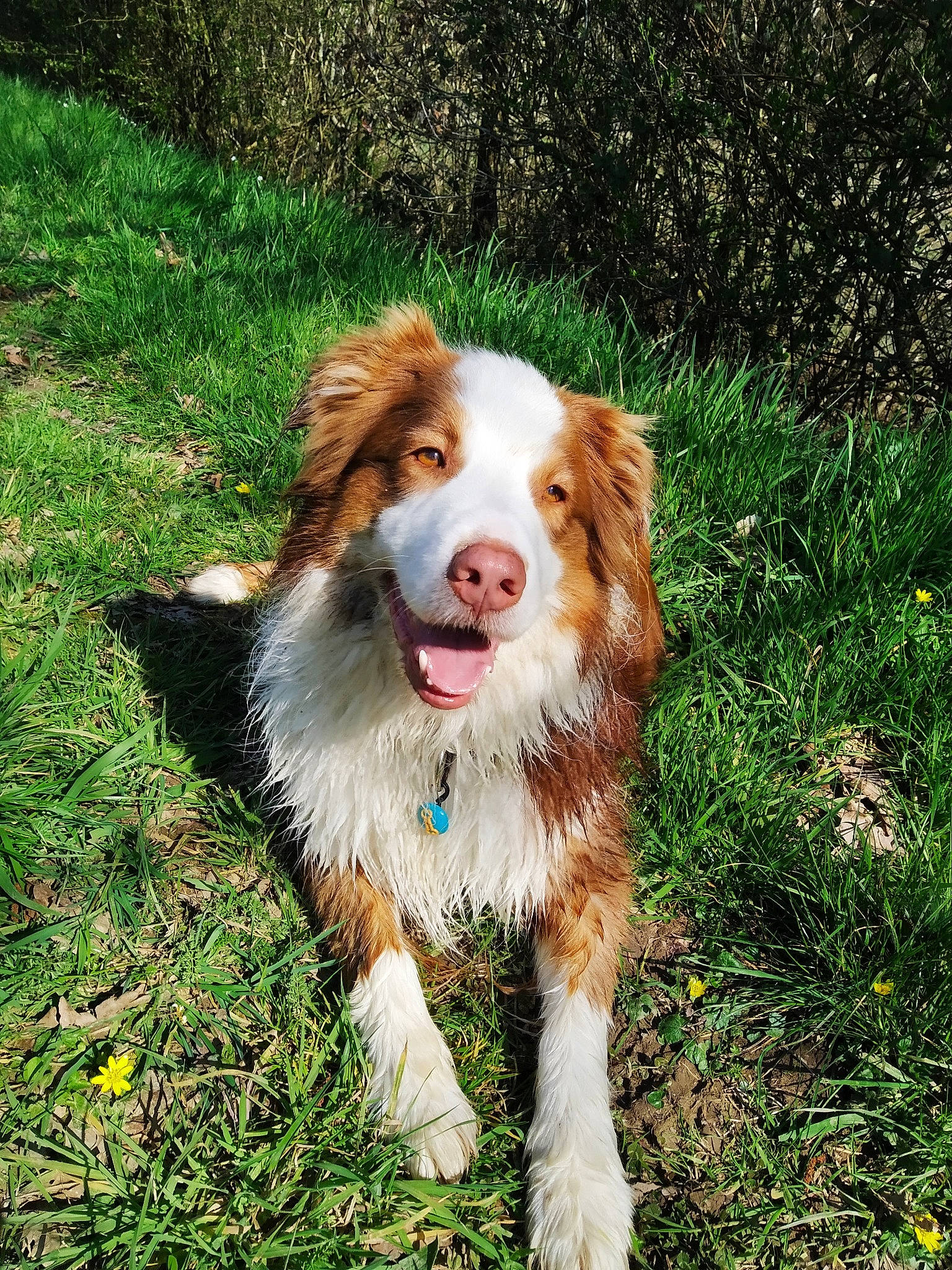 Lemon participe au concours pour gagner de l'argent avec cette photo : australian_collie, australian_shepherd, border_collie, canidae, carnivore, companion_dog, dog, dog_breed, english_shepherd, grass, mammal, rare_breed_dog, sporting_group, vertebrate, welsh_sheepdog, working_dog