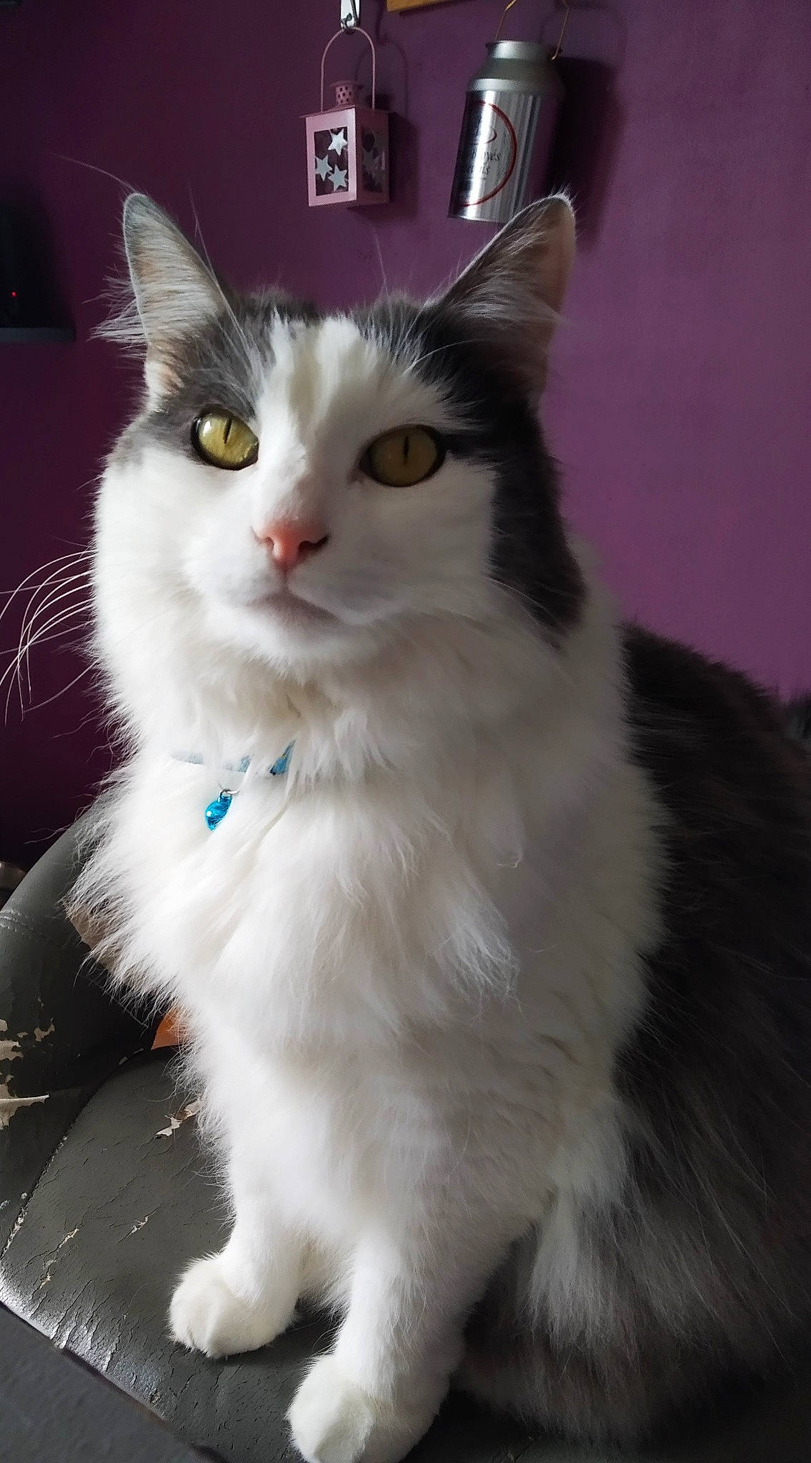 Berlioz a rejoint le concours — aidez-le/la à gagner de superbes lots ! aegean_cat, american_curl, american_wirehair, asian_semi_longhair, british_semi_longhair, carnivore, cat, cymric, domestic_long_haired_cat, eye, felidae, mammal, norwegian_forest_cat, ragamuffin, siberian, small_to_medium_sized_cats, turkish_angora, turkish_van, vertebrate, whiskers