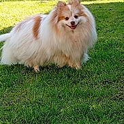 Twix participe au concours pour gagner de l'argent avec cette photo : dog, fluffy, white_fur, brown_fur, grass, outdoor, pet, smiling, happy, animal, canine, nature, sunlight, greenery, cute, fur, small_dog, standing, daylight, park