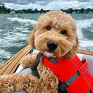 Cooper is registered to the contest to win money with this photo: animal, boat, canine, clothing, dog, face, head, lifejacket, outdoors, person, pet, photography, portrait, puppy, terrier, transportation, vehicle, vest, water, waterfront
