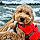 Cooper