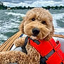 animal, boat, canine, clothing, dog, face, head, lifejacket, outdoors, person, pet, photography, portrait, puppy, terrier, transportation, vehicle, vest, water, waterfront