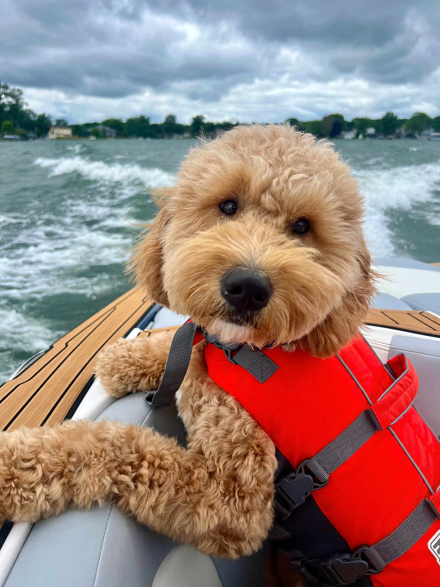 Cooper is registered to the contest to win money with this photo: animal, boat, canine, clothing, dog, face, head, lifejacket, outdoors, person, pet, photography, portrait, puppy, terrier, transportation, vehicle, vest, water, waterfront