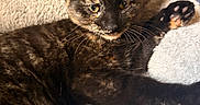 Patch is registered to the contest to win money with this photo: animal, bed, blanket, cat, companion_animal, cozy, cute, domestic, feline, fur, indoor, mammal, paw, pet, relaxed, resting, soft, stretching, tortoiseshell_cat, whiskers