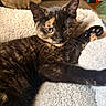 Patch is registered to the contest to win money with this photo: cat, tortoiseshell_cat, pet, animal, paw, fur, whiskers, bed, blanket, cozy, indoor, resting, relaxed, cute, feline, stretching, soft, domestic, mammal, companion_animal