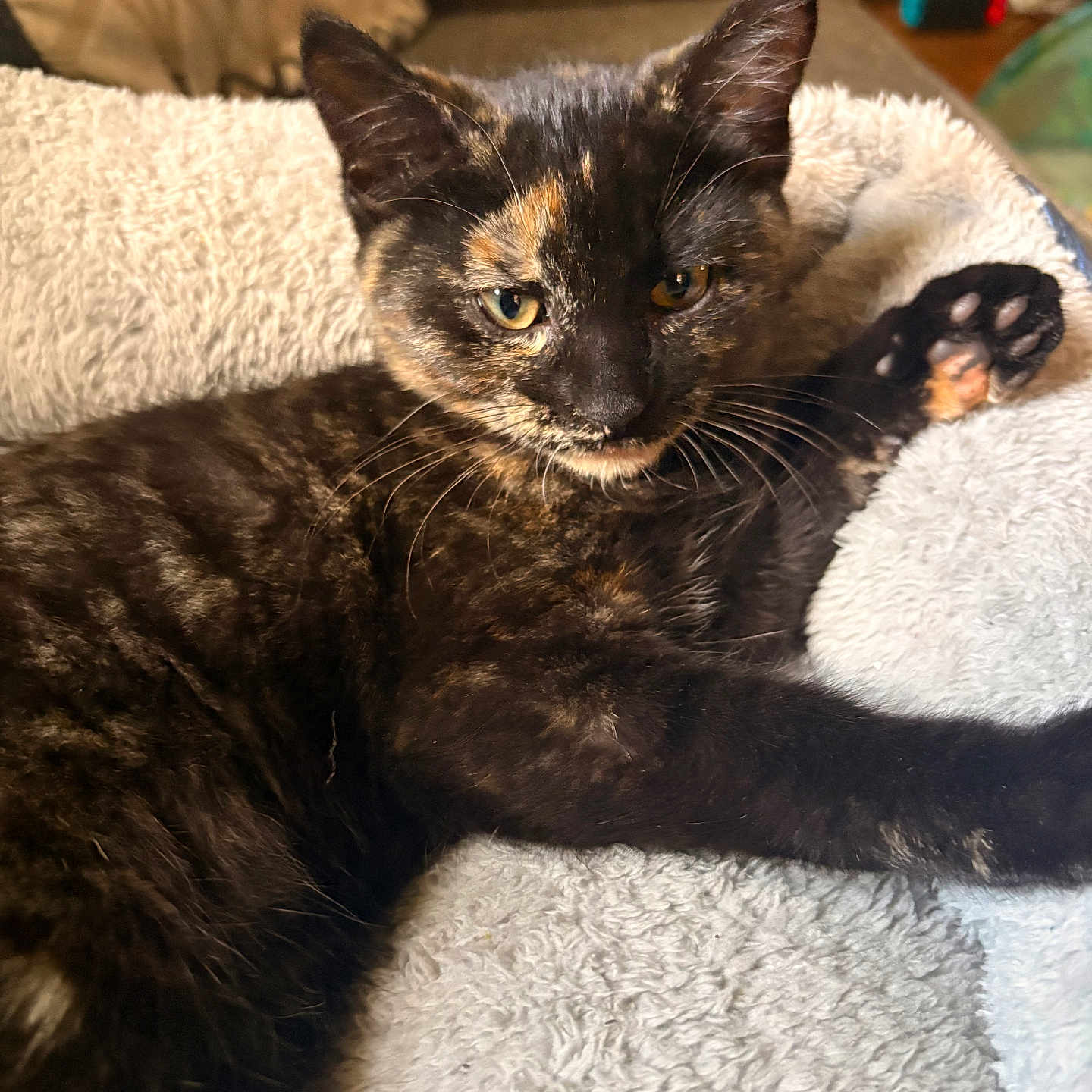 Patch is registered to the contest to win money with this photo: cat, tortoiseshell_cat, pet, animal, paw, fur, whiskers, bed, blanket, cozy, indoor, resting, relaxed, cute, feline, stretching, soft, domestic, mammal, companion_animal