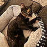 cat, kitten, sleeping, pet_bed, tortoiseshell, feline, cozy, indoor, resting, paw, fur, cute, animal, comfort, soft, couch, texture, relaxed, home, nap