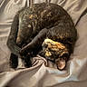 Patch is registered to the contest to win money with this photo: cat, tortoiseshell, sleeping, curling, blanket, bed, fur, pet, cozy, resting, animal, whiskers, cute, domestic, soft, relaxing, indoor, nap, feline, warm