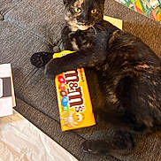 Patch is registered to the contest to win money with this photo: cat, tortoiseshell_cat, m&m, candy_box, couch, furniture, indoor, pet, animal, playful, claw, paw, fur, orange, yellow, black, brown, eyes, whiskers, relaxed