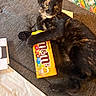 cat, tortoiseshell_cat, m&m, candy_box, couch, furniture, indoor, pet, animal, playful, claw, paw, fur, orange, yellow, black, brown, eyes, whiskers, relaxed