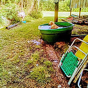 Buddy joined the competition — help win amazing prizes! dog, golden_retriever, water_tub, outdoor, grass, trees, sunlight, log, lawn_chair, rustic, yard, nature, relaxing, summer, canine, green, plastic, shaded, wood, animal