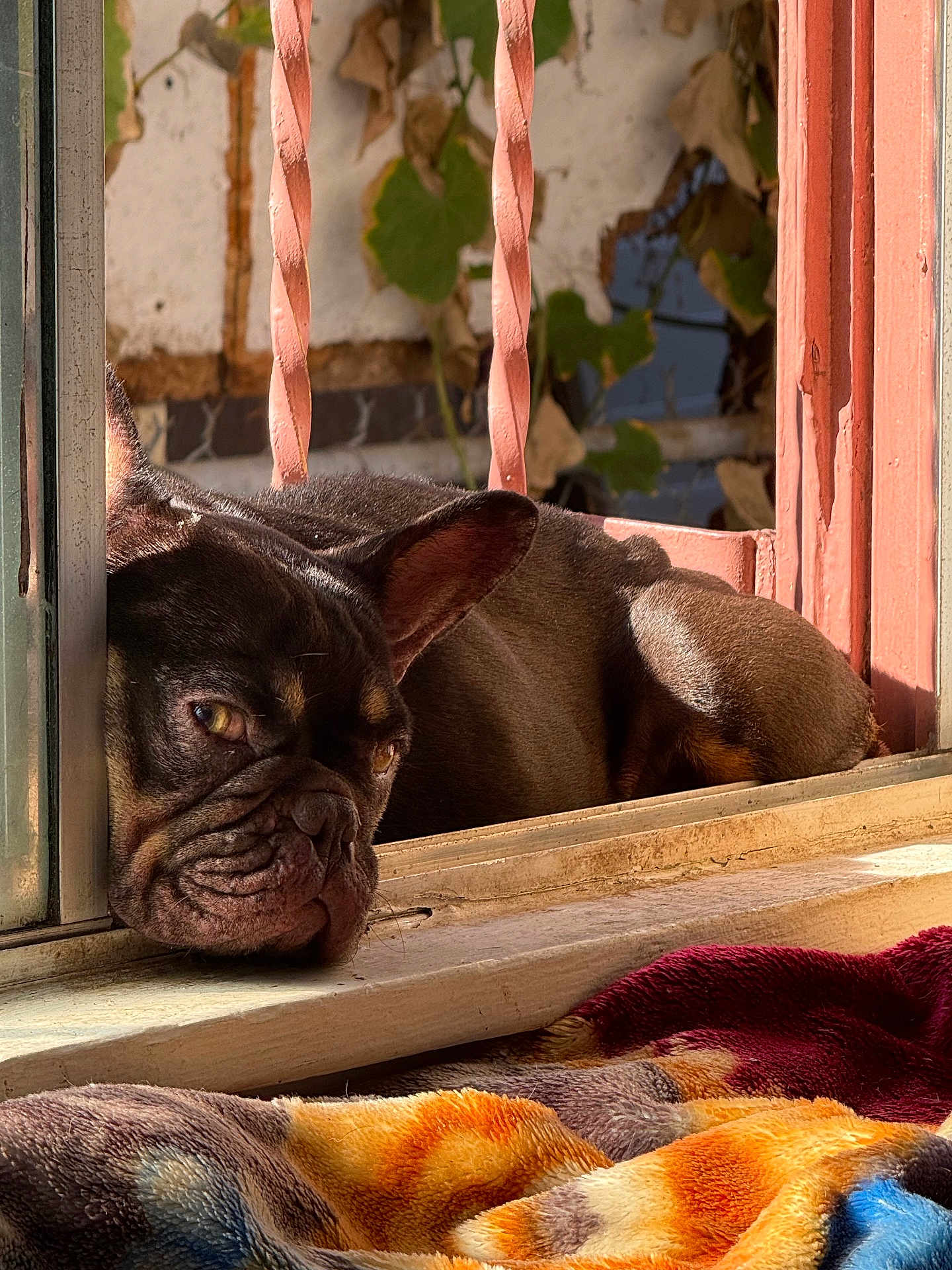 Chocolate is registered to the contest to win money with this photo: dog, french_bulldog, window, sunlight, resting, sleepy, pet, animal, indoors, blanket, colorful, rustic, bars, leaves, closeup, portrait, face, ears, fur, nose