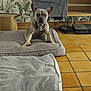 dog, french_bulldog, pet_bed, dog_bed, corduroy, indoor, tile_floor, plant_wallpaper, home_interior, pet, animal, floor, furniture, technology, power_cords, brown, gray, resting, empty_bed, quiet