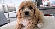 Biscuit joined the competition — help win amazing prizes! puppy, dog, curly_fur, pet, indoor, living_room, furniture, table, chair, white_wall, floor, cozy, cute, animal, young, domestic_animal, close_up, relaxing, soft_texture, home
