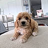 puppy, dog, curly_fur, pet, indoor, living_room, furniture, table, chair, white_wall, floor, cozy, cute, animal, young, domestic_animal, close_up, relaxing, soft_texture, home