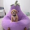Biscuit joined the competition — help win amazing prizes! bean_bag_chair, carpet, collar, cozy, cute, decor, dog, furniture, home, indoor, living_room, pet, plush_toy, puppy, purple, seated, small_dog, smile, stuffed_animal, toy