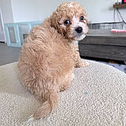 Biscuit is registered to the contest to win money with this photo: puppy, dog, curly_fur, brown_fur, pet, animal, indoor, carpet, looking_back, cute, young_dog, small_dog, fur, tail, face, living_room, furniture, cozy, domestic, companion