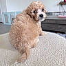puppy, dog, curly_fur, brown_fur, pet, animal, indoor, carpet, looking_back, cute, young_dog, small_dog, fur, tail, face, living_room, furniture, cozy, domestic, companion