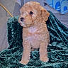 animal, blanket, companion, couch, cozy, curious, curly_fur, cute, dog, domestic_animal, fur, furniture, indoor, pet, portrait, puppy, sitting, small_dog, soft_texture, young_dog