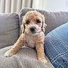 Biscuit is registered to the contest to win money with this photo: puppy, dog, curly_fur, couch, gray_couch, blue_pillow, indoor, pet, cute, small_dog, fluffy, looking_at_camera, cozy, home, living_room, animal, domestic_animal, sitting, front_paws, adorable
