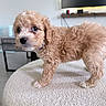 Biscuit joined the competition — help win amazing prizes! puppy, dog, curly_fur, brown_fur, pet, indoor, living_room, table, television, shelf, modern, furniture, cute, animal, young_dog, standing, closeup, soft_lighting, home, adorable