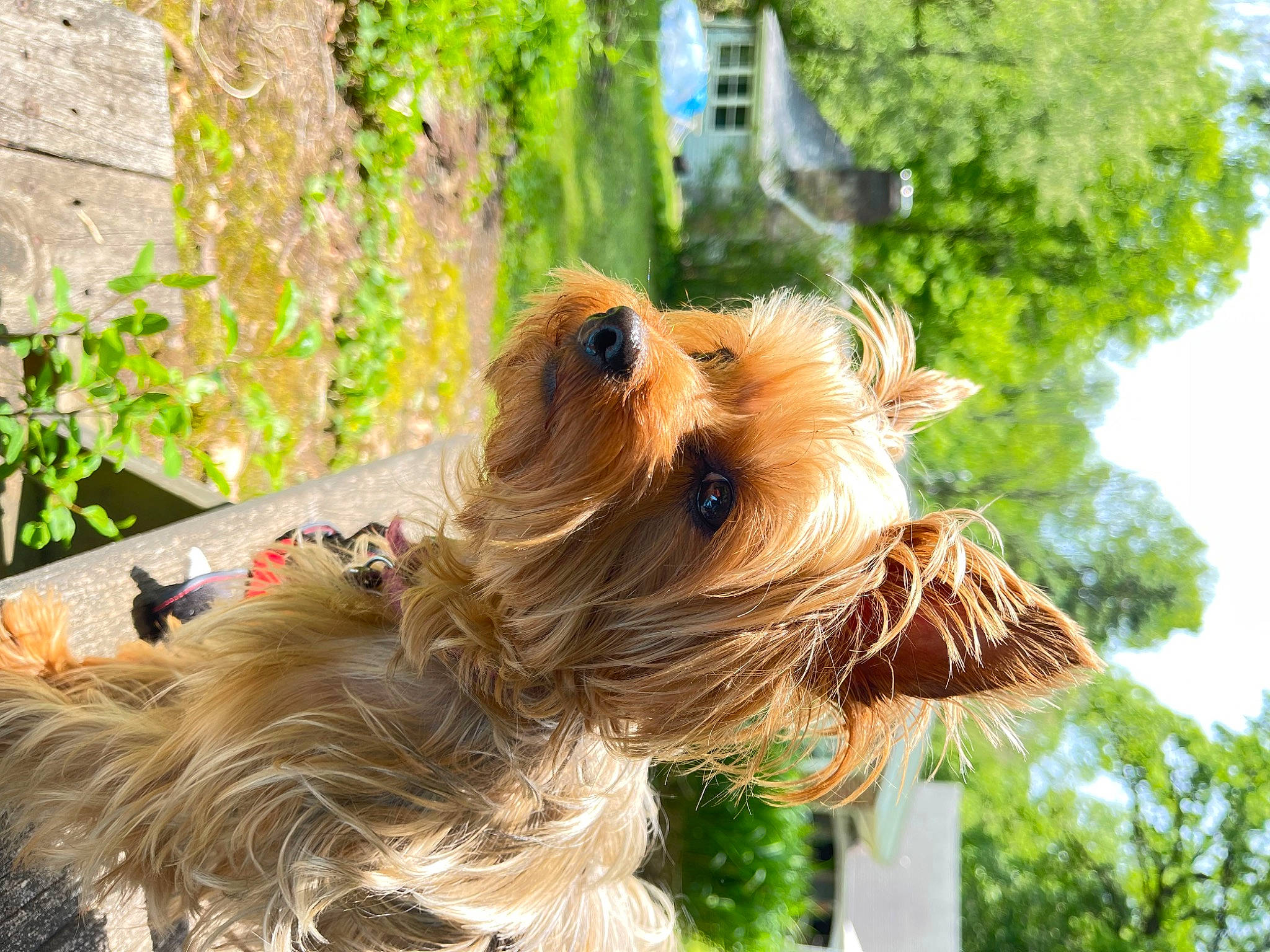 Dolly Mae is registered to the contest to win money with this photo: canidae, carnivore, collar, companion_dog, dog, dog_breed, dog_supply, fawn, fur, liver, small_terrier, snout, sporting_group, sunglasses, terrier, toy_dog, tree, wood, working_animal, yorkshire_terrier