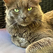 Grisouille a rejoint le concours — aidez-le/la à gagner de superbes lots ! cat, gray_cat, feline, pet, animal, close_up, green_eyes, whiskers, fur, relaxed, indoor, portrait, looking_at_camera, paw, resting, cute, domestic_cat, soft_texture, background, mammal