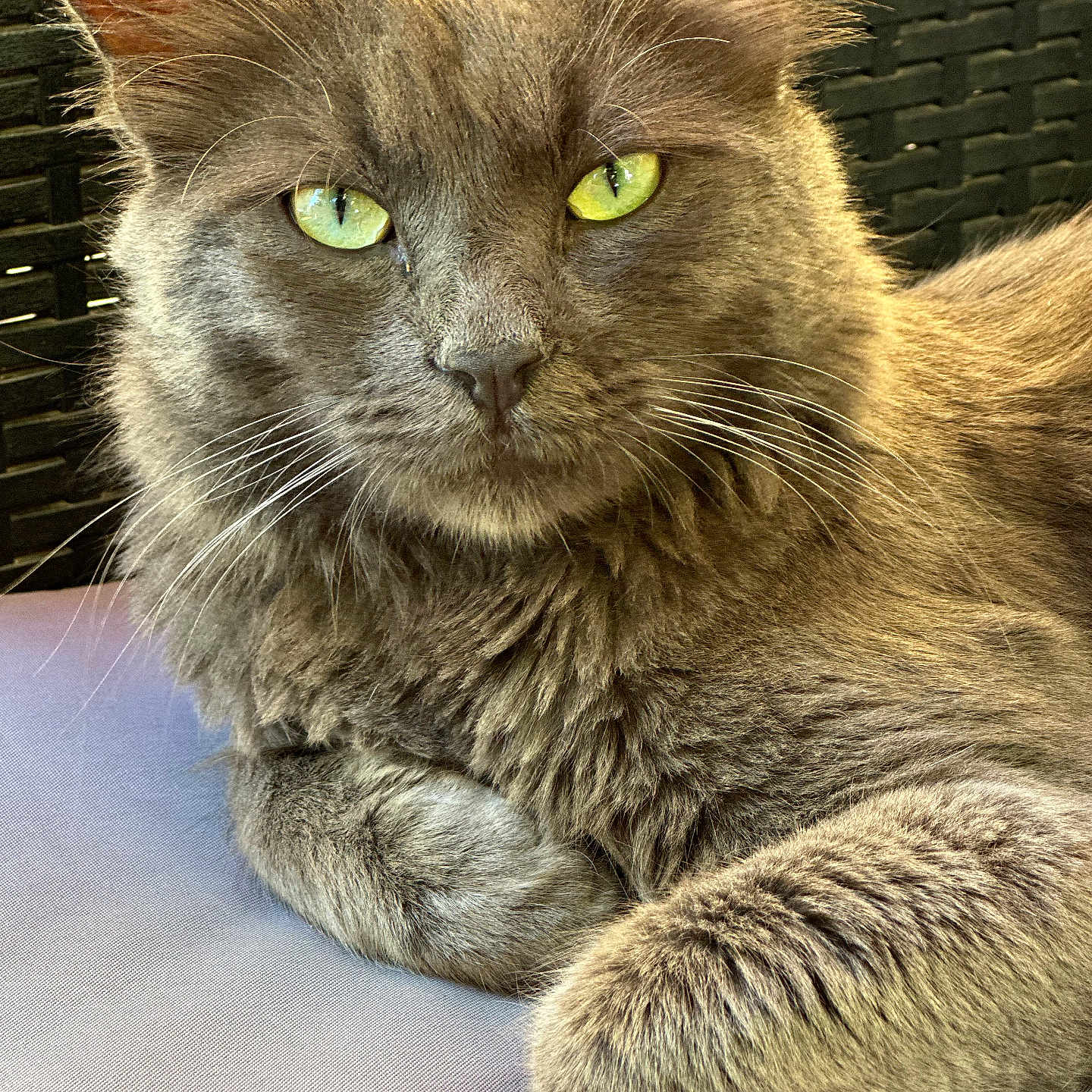 Grisouille a rejoint le concours — aidez-le/la à gagner de superbes lots ! animal, background, cat, close_up, cute, domestic_cat, feline, fur, gray_cat, green_eyes, indoor, looking_at_camera, mammal, paw, pet, portrait, relaxed, resting, soft_texture, whiskers