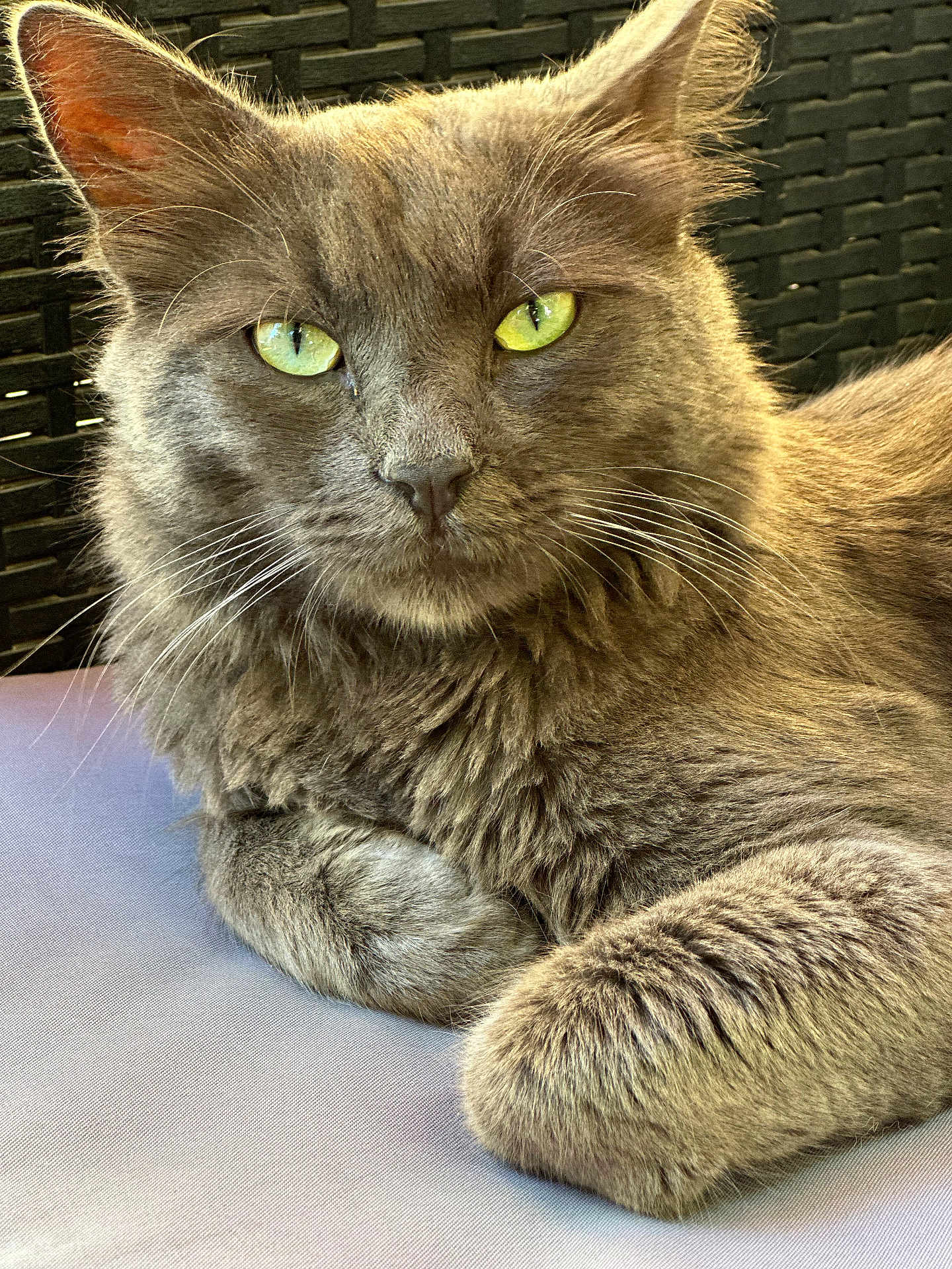 Grisouille a rejoint le concours — aidez-le/la à gagner de superbes lots ! cat, gray_cat, feline, pet, animal, close_up, green_eyes, whiskers, fur, relaxed, indoor, portrait, looking_at_camera, paw, resting, cute, domestic_cat, soft_texture, background, mammal