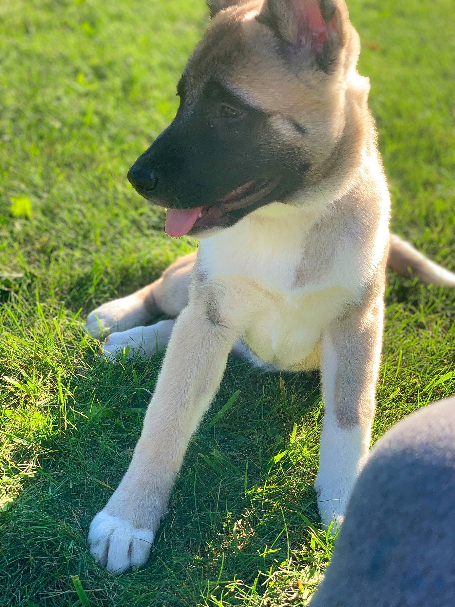 Katara is registered to the contest to win money with this photo: canidae, carnivore, collar, companion_dog, dog, dog_breed, dog_collar, fawn, grass, groundcover, herbaceous_plant, lawn, plant, snout, sporting_group, tail, terrestrial_animal, whiskers, working_animal, working_dog