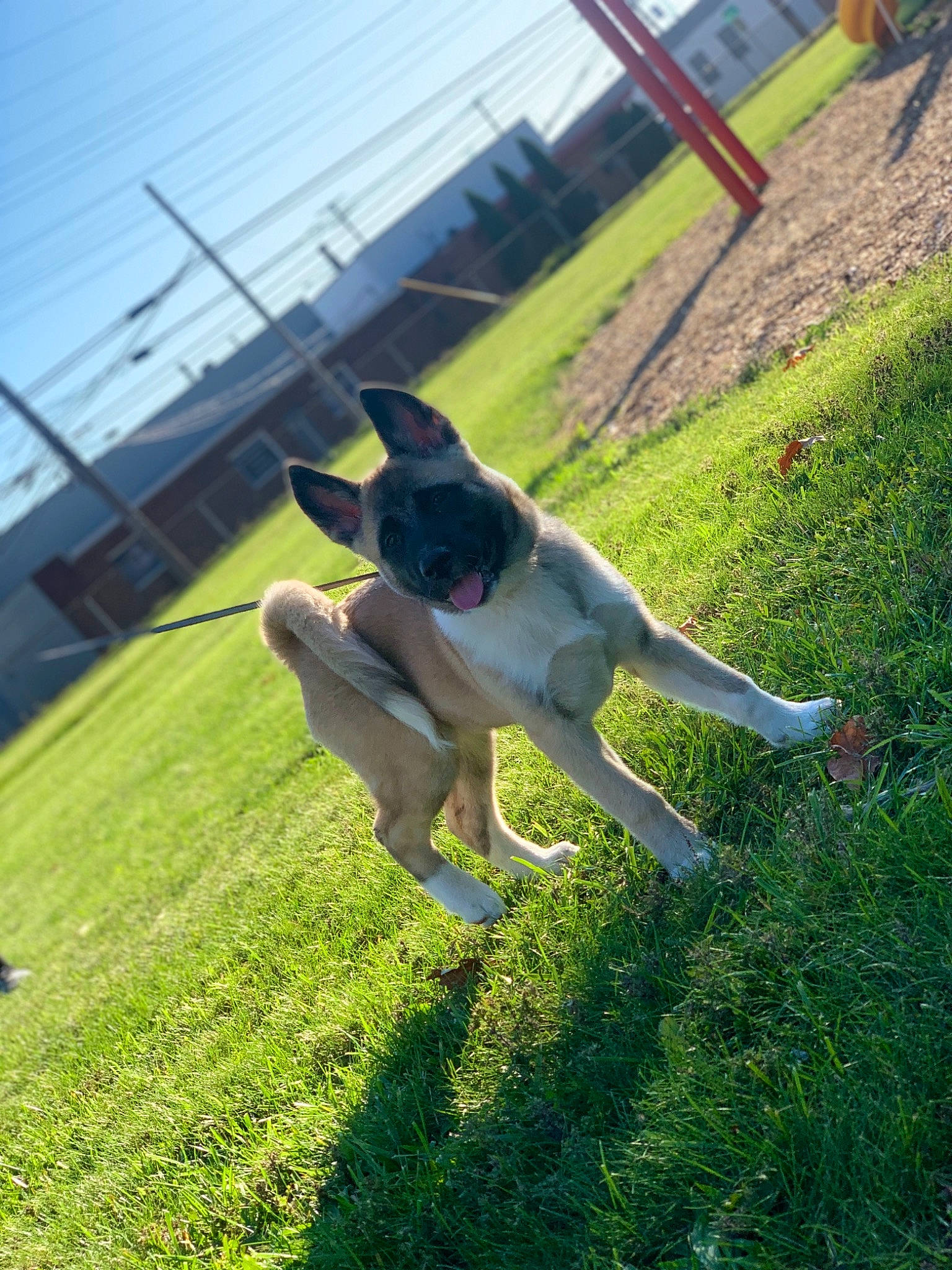 Katara is registered to the contest to win money with this photo: carnivore, chair, collar, companion_dog, dog, dog_breed, fawn, grass, grassland, lawn, leisure, pasture, plant, recreation, shade, shadow, sky, sporting_group, tail, working_dog