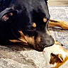 dog, guinea_pig, animal, pet, nose_touch, close_up, indoor, carpet, cute, friendship, black_dog, brown_dog, white_guinea_pig, brown_guinea_pig, small_animal, large_animal, floor, domestic, furry, companion