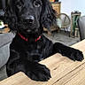 dog, black_dog, pet, animal, indoor, living_room, wooden_table, furniture, television, modern, cozy, collar, cute, curious, canine, domestic_animal, floor, chair, decor, houseplant
