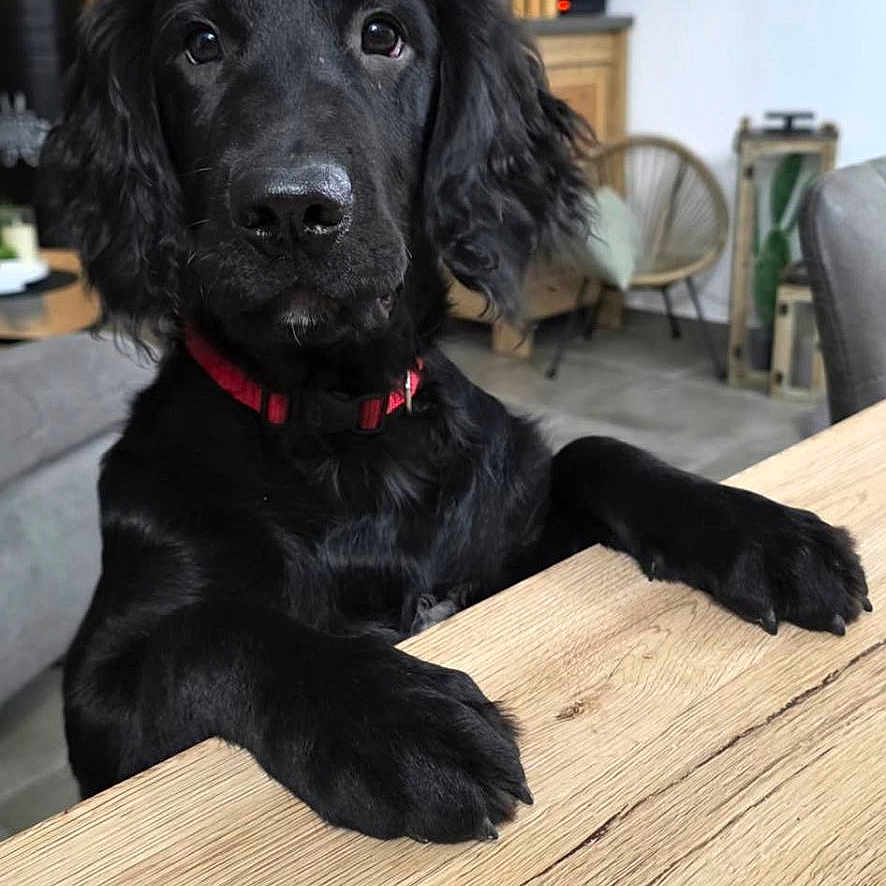 Charly a rejoint le concours — aidez-le/la à gagner de superbes lots ! dog, black_dog, pet, animal, indoor, living_room, wooden_table, furniture, television, modern, cozy, collar, cute, curious, canine, domestic_animal, floor, chair, decor, houseplant