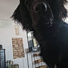 Charly a rejoint le concours — aidez-le/la à gagner de superbes lots ! dog, black_dog, pet, indoor, furniture, sofa, floor, decor, mirror, plant, wall_art, cozy, portrait, canine, closeup, curious, house, home_interior, domestic_animal, companion