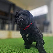 Charly a rejoint le concours — aidez-le/la à gagner de superbes lots ! puppy, dog, black_dog, grass, outdoor, pet, animal, collar, cute, young_dog, fur, portrait, walking, canine, playful, closeup, nature, background_blur, domestic_animal, friendly